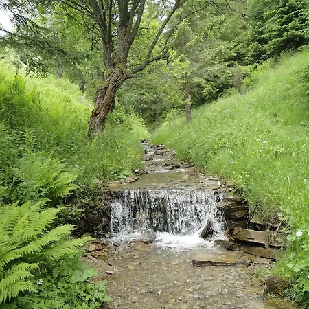 Antonia 哈沃福卡